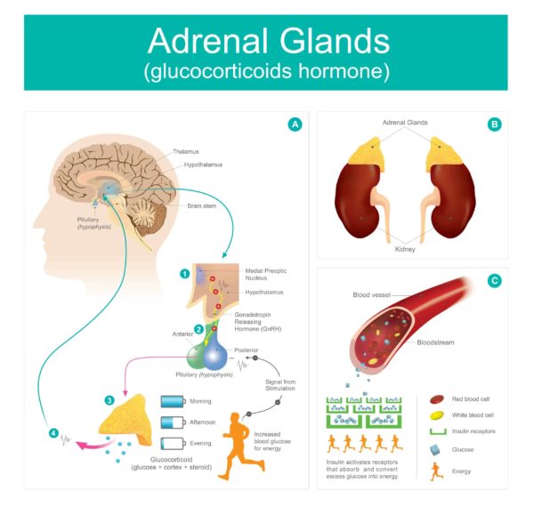 adrenal glands hormones